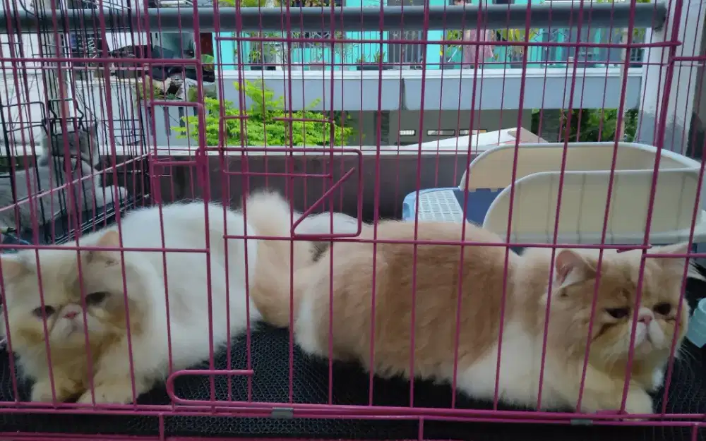 Open adop Kucing ras