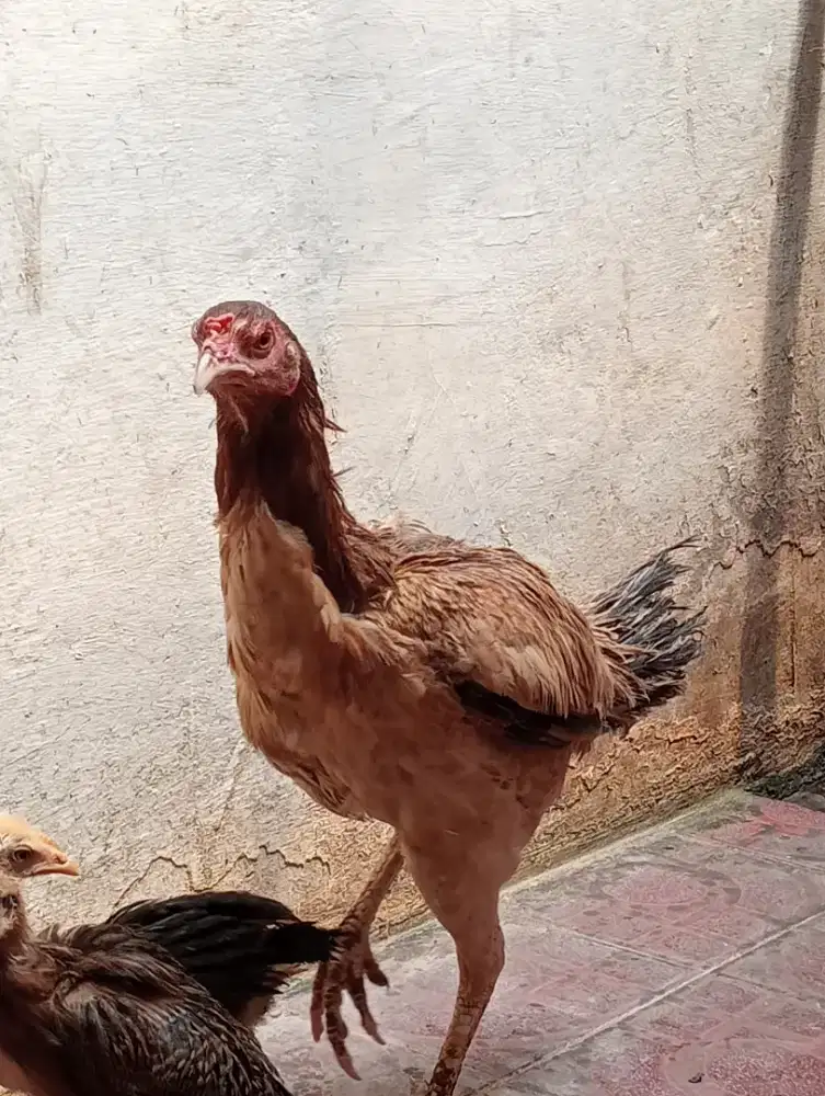 Di jual ayam Bangkok betina