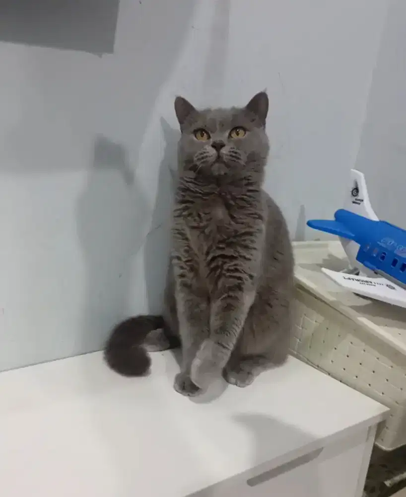 BRITISH SHORTHAIR/BSH BETINA