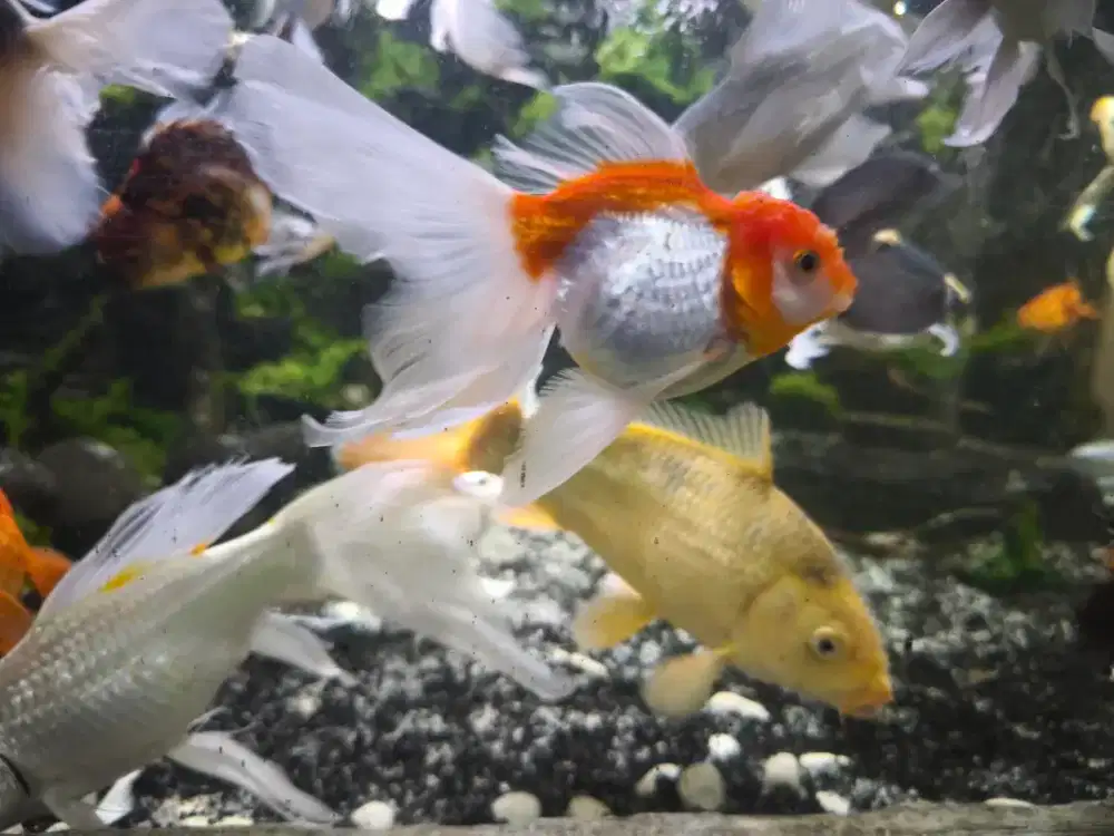 jual ikan koi slayer dan koi chagoi tembaga saja