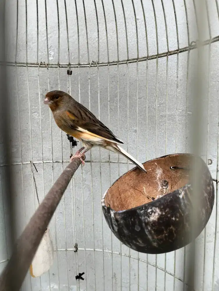 Di jual burung kenari betina Af siapan