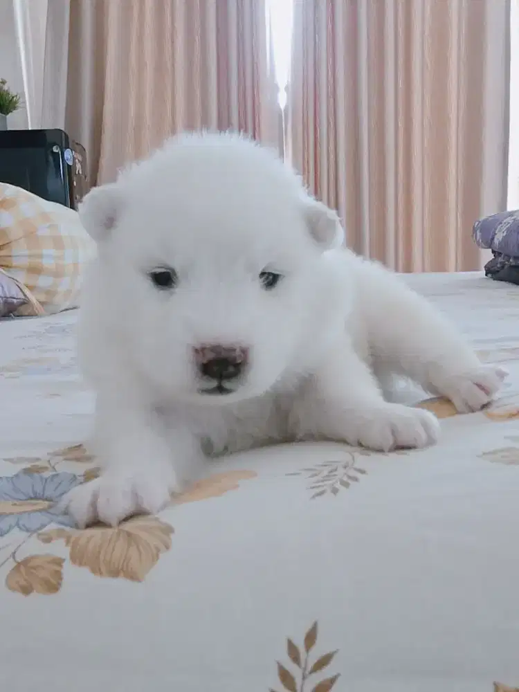 For Sale samoyed Puppy