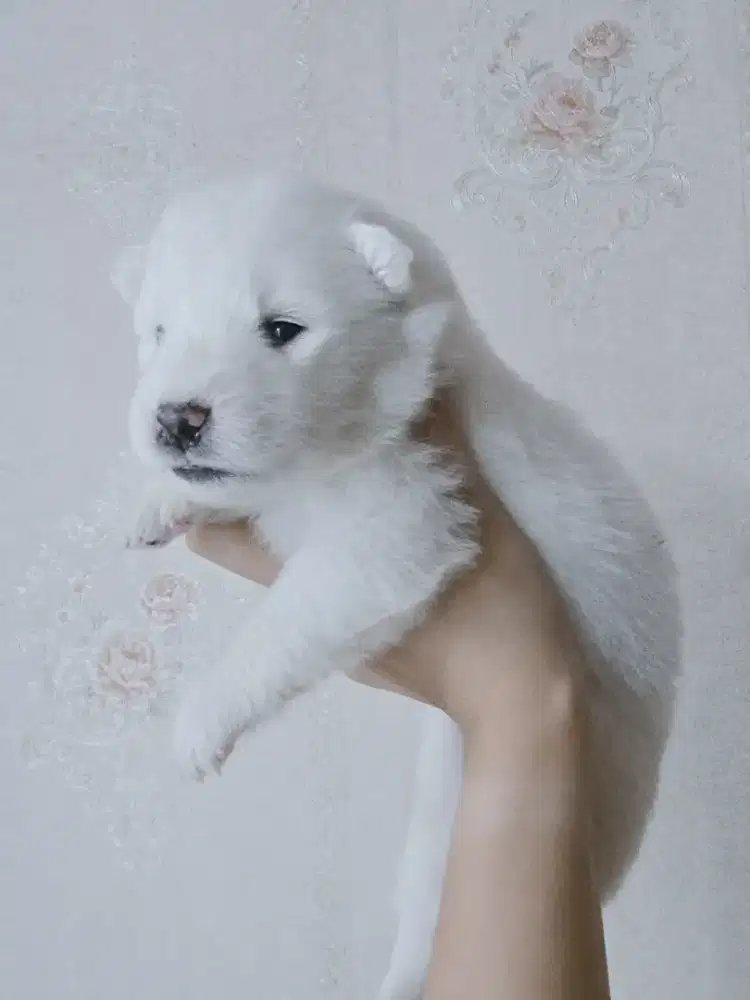 For Sale samoyed Puppy