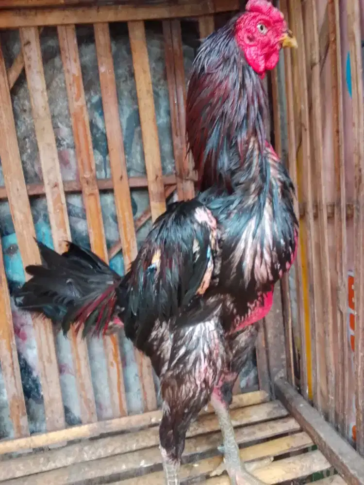 Bismillah pnya jago jenis koytrad x mnggon UK 4 umr 7 bln mental aman