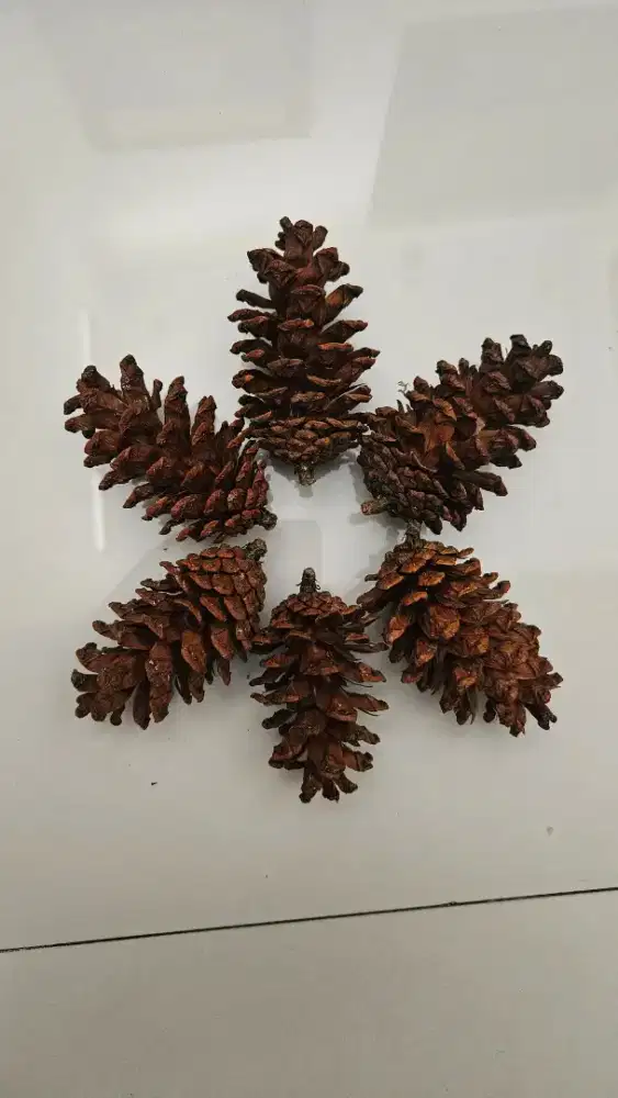 Buah pinus kering hiasan aquarium aquascape udang shrimp caridina