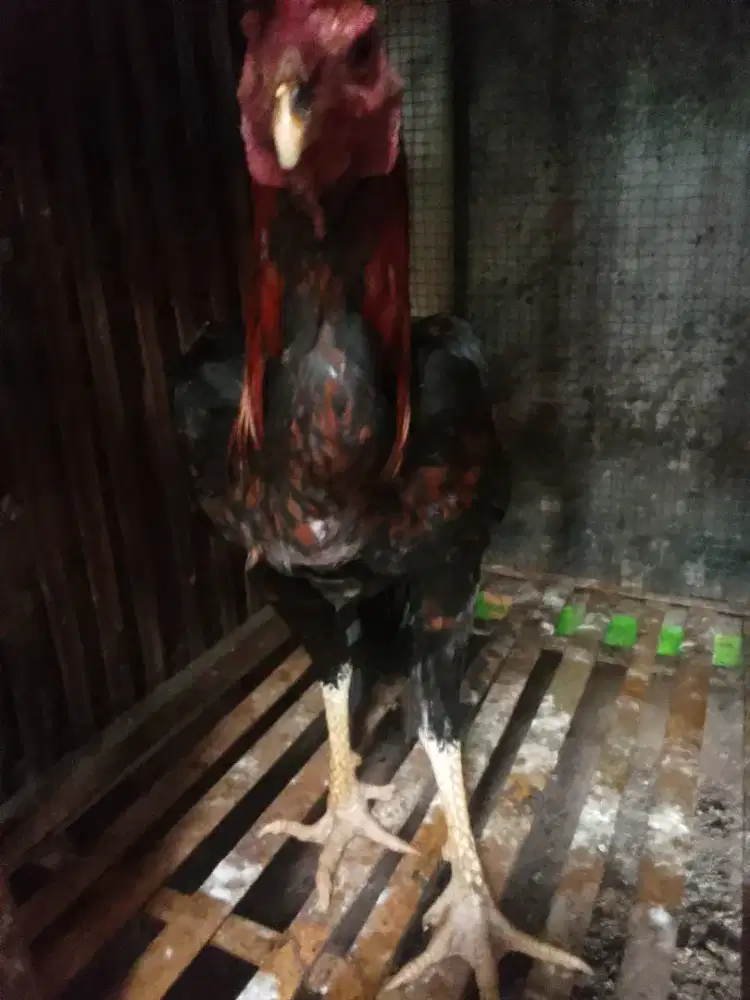 Pny jago jenis pamangon UK 4 umur 7 bln mental pupil.mnes aym kg keurs