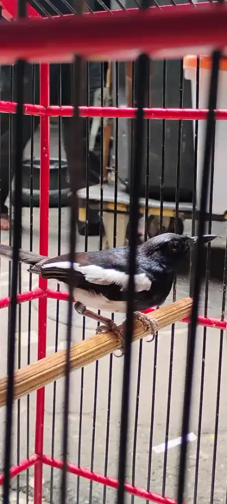 Kacer Gacor No Bagong