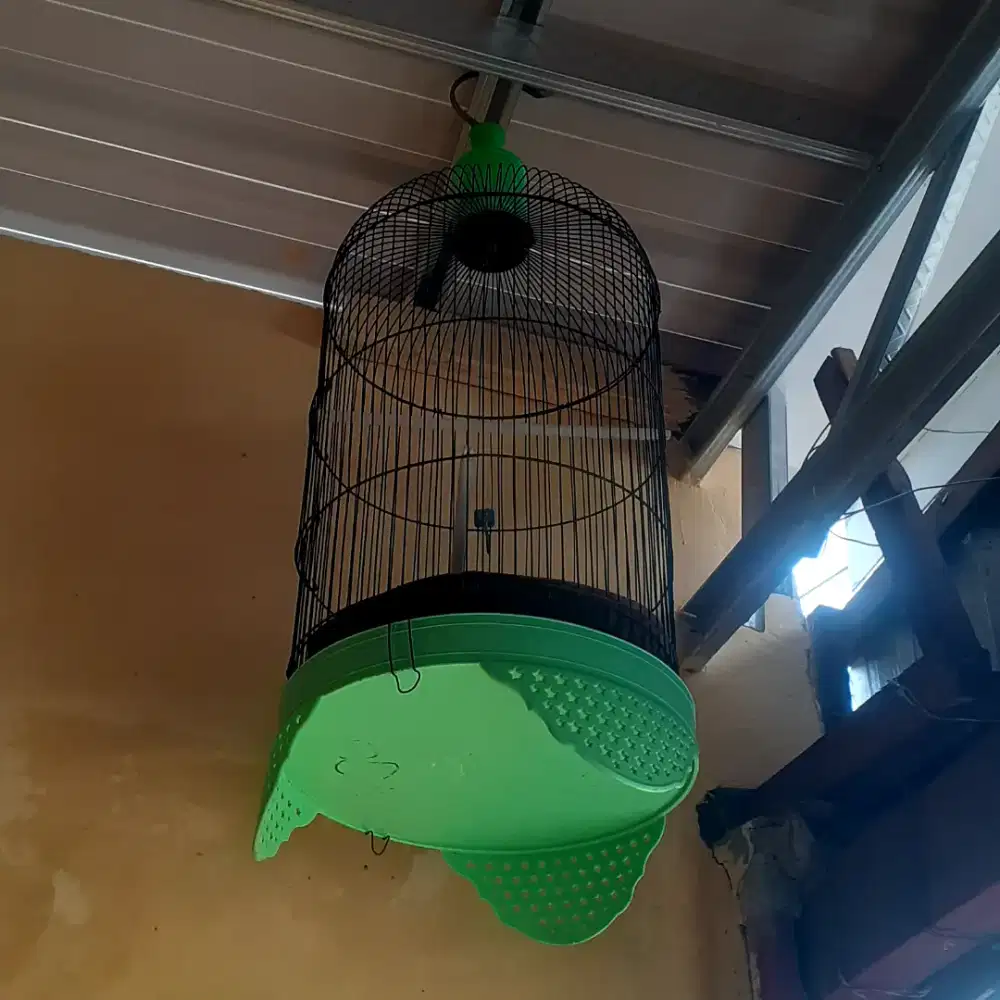 Burung trucuk+sangkar jual murah bisa nego