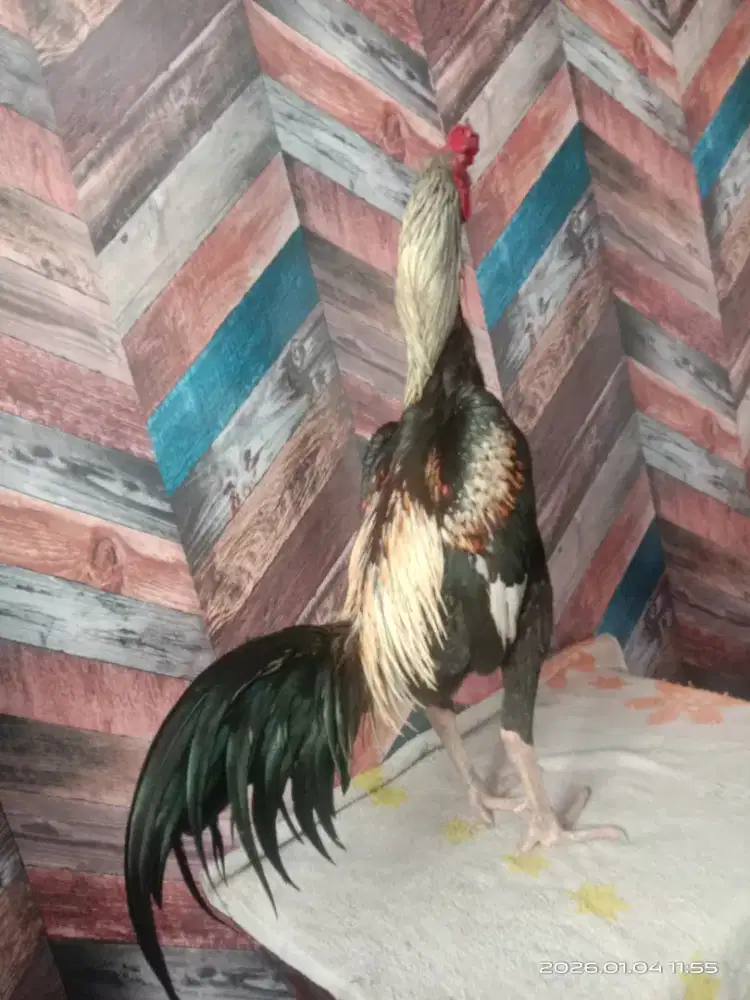 Ayam bangkok ex pama