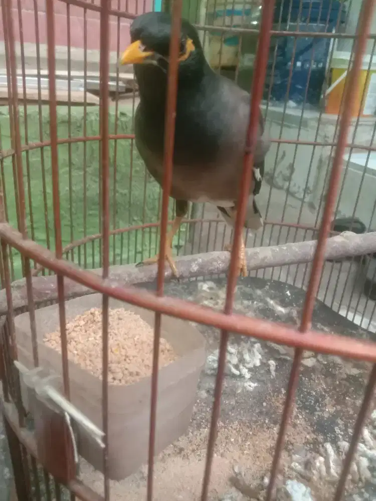 Toed Jatim , jalak Nias ,dan Kacer