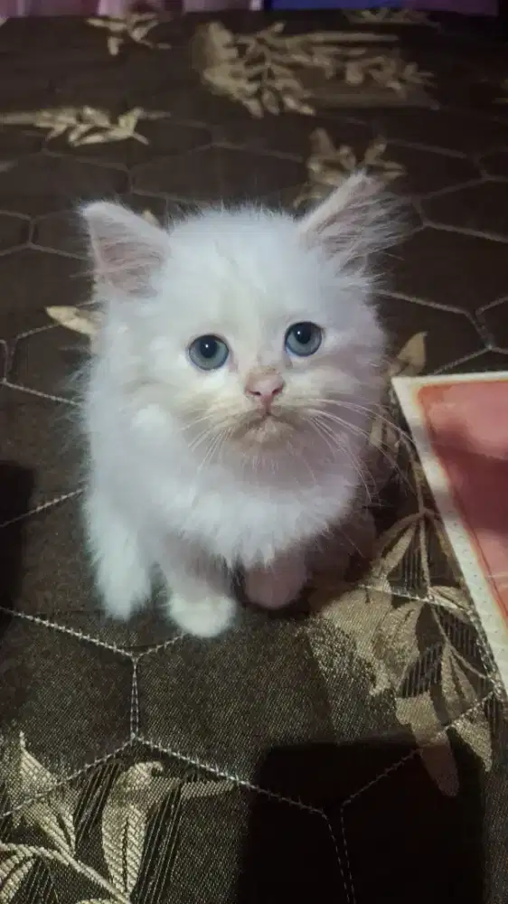 Persia 2 bln sehat lincah manja