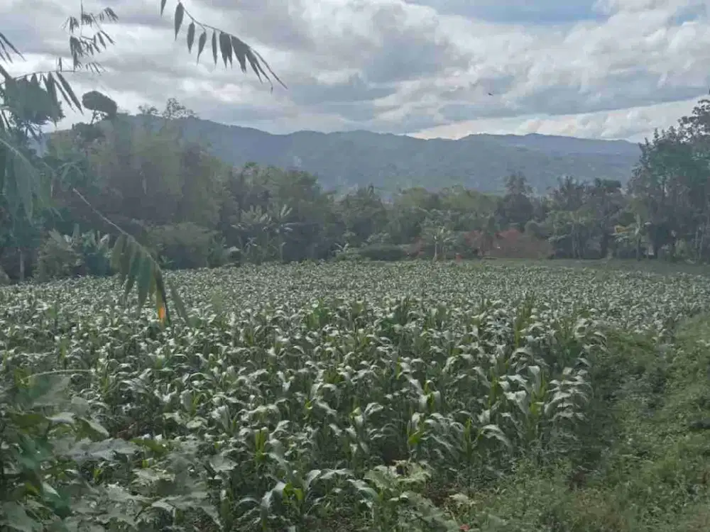 Jual murah tanah cimaung banjaran