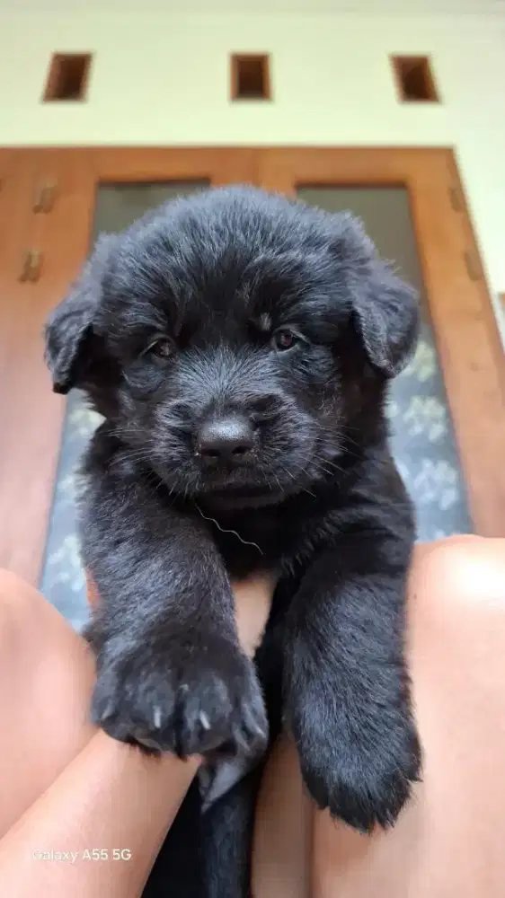 Anjing Golden Retriver hitam jantan dan betina