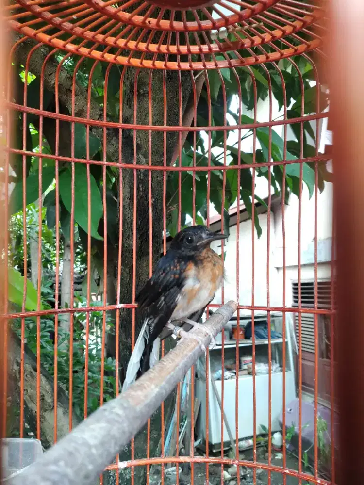 Anak burung murai batu jantan