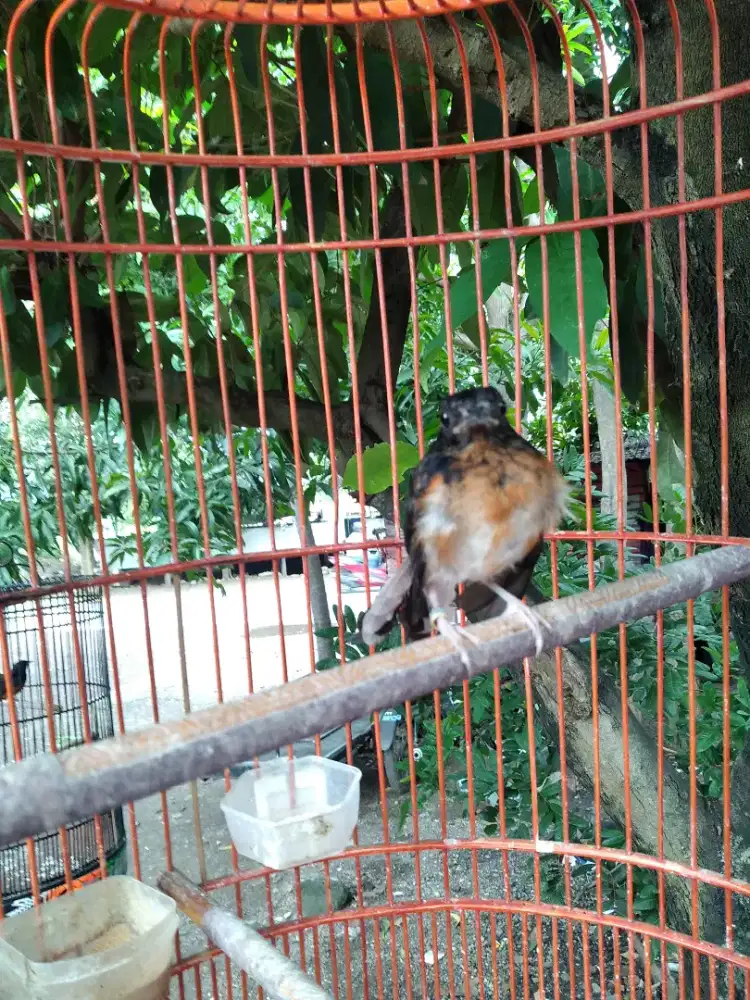 Anak burung murai batu jantan