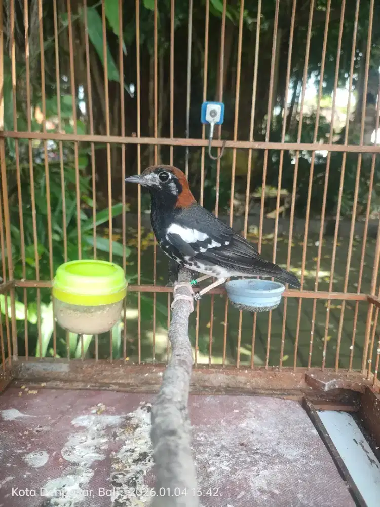 Anis Kembang Istimewa