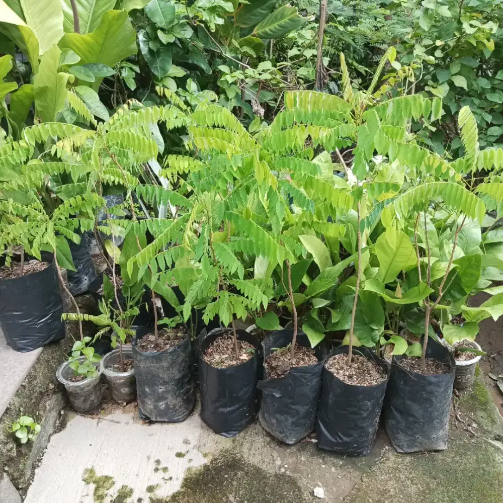 Bibit belimbing wuluh kampung