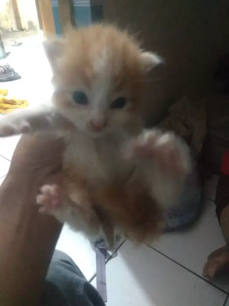 Anak kucing anggora/persia