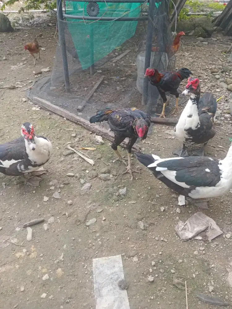 4 Ayam Bangkok Usia Remaja usia 10 bulan Sehat jenis kelamin random