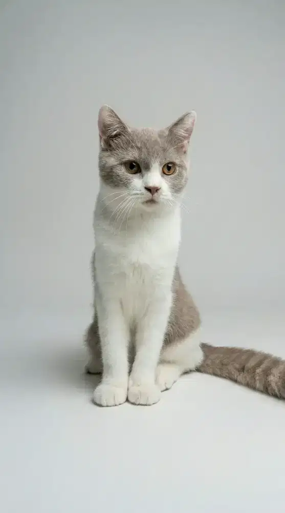 Kucing Ras British Short Hair