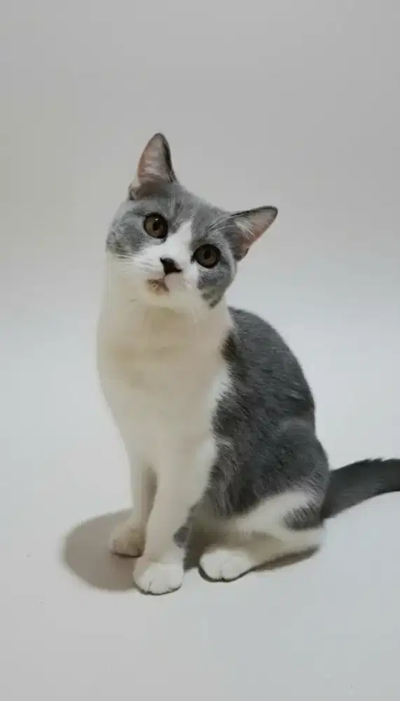 Kucing Ras British Short Hair