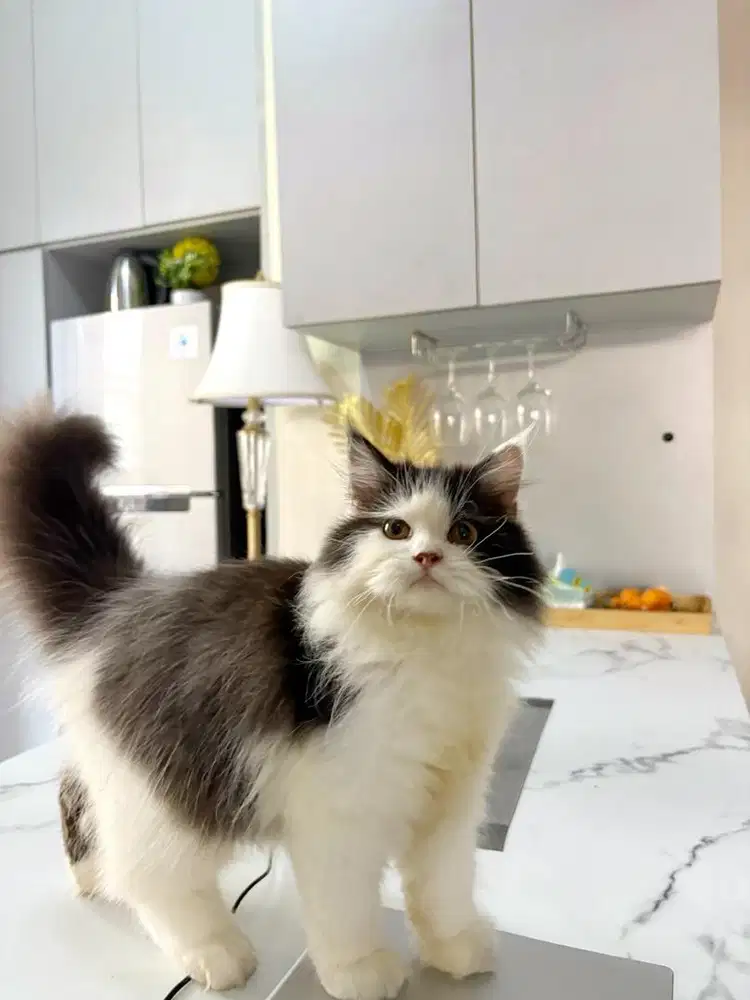 Mix mainecoon X norwegian jantan 3,5bln