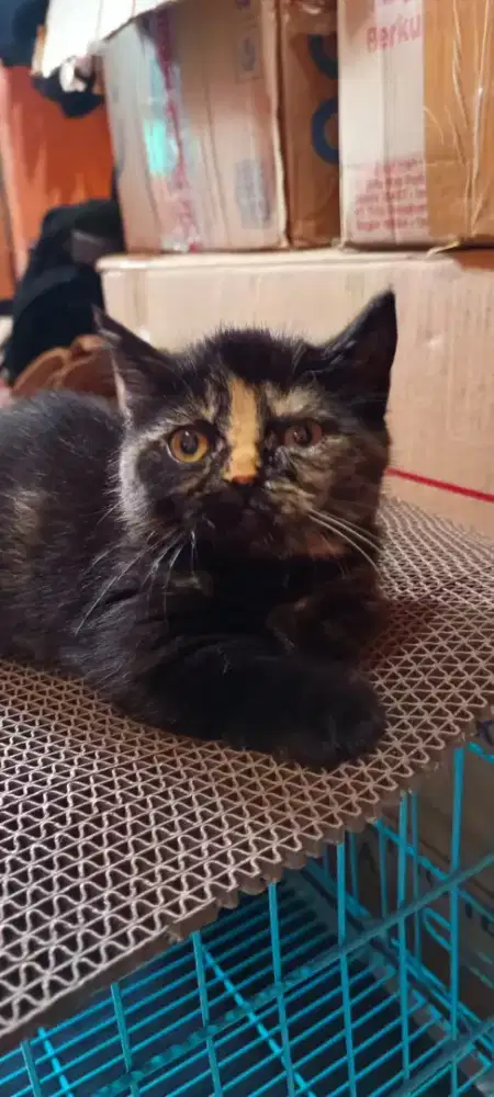 Kitten Bsh Munchkin Gemoy