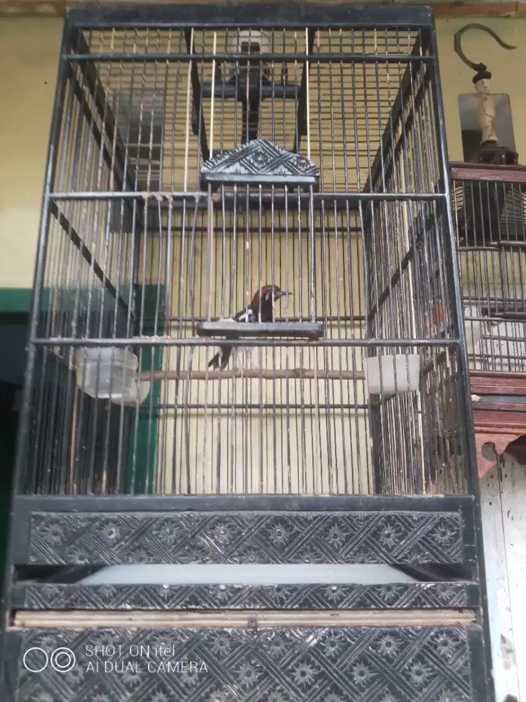 AK katarak makan MASIH ASIK di BSD