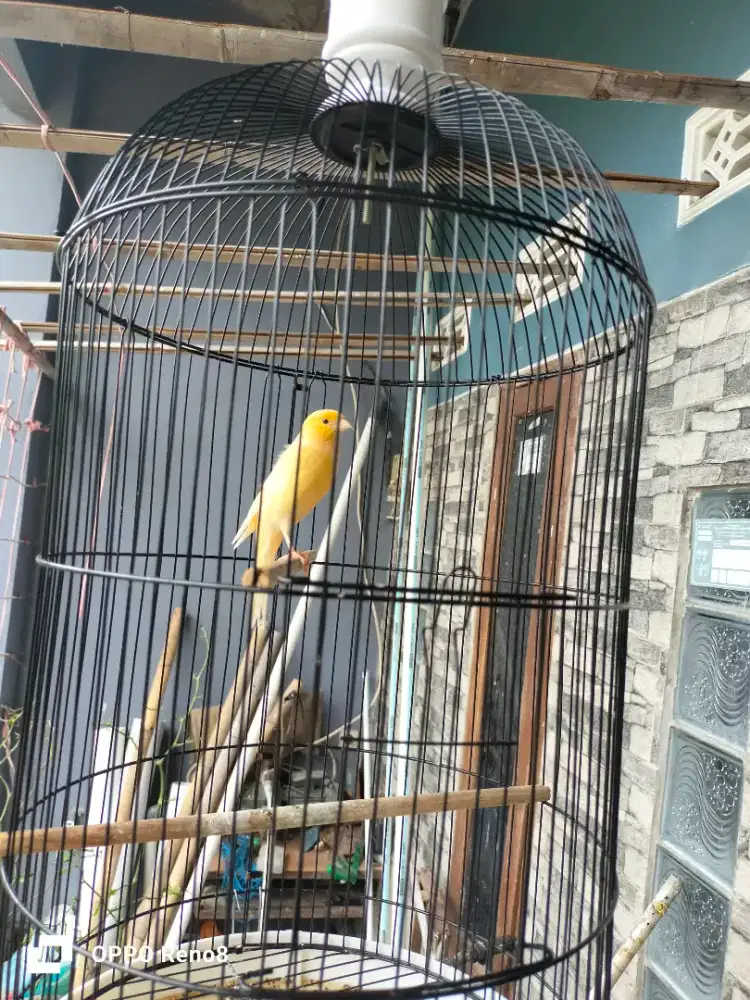 Kenari Gacor extrajos