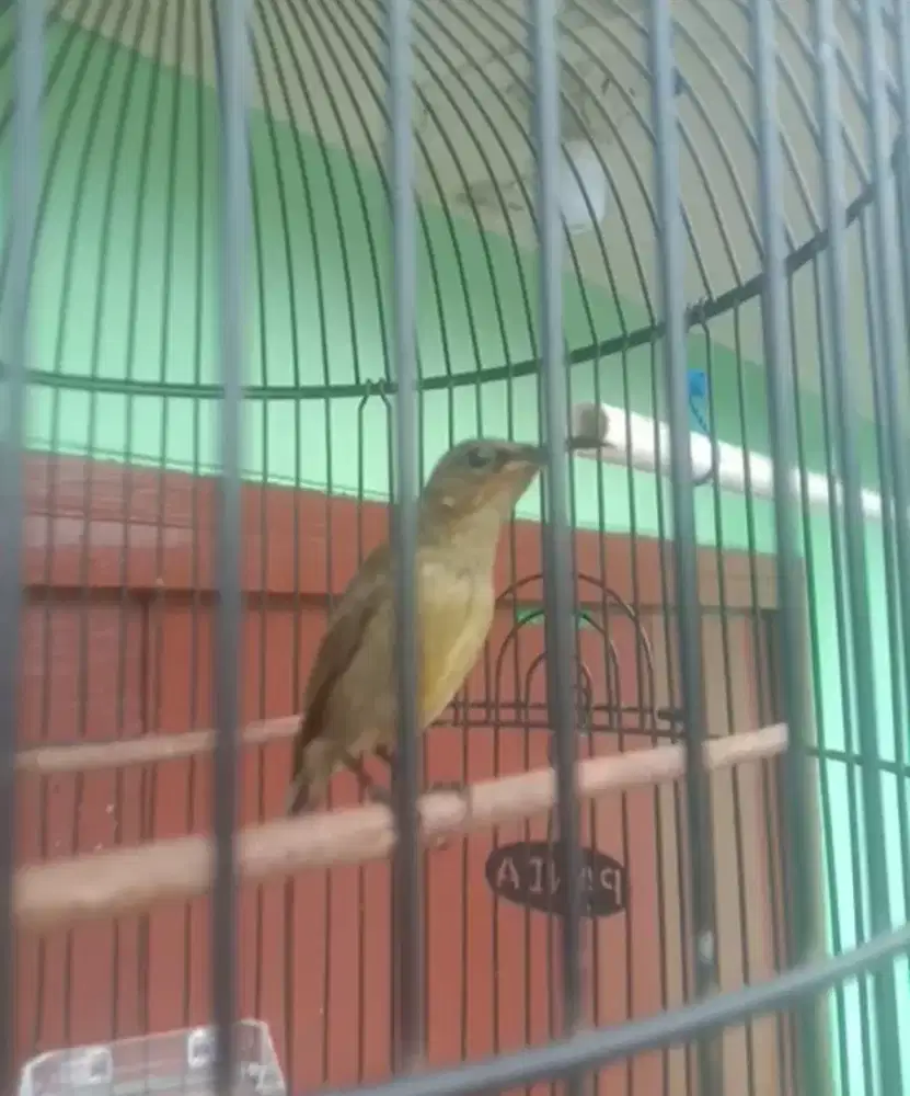 Burung Konin Tropis Burja