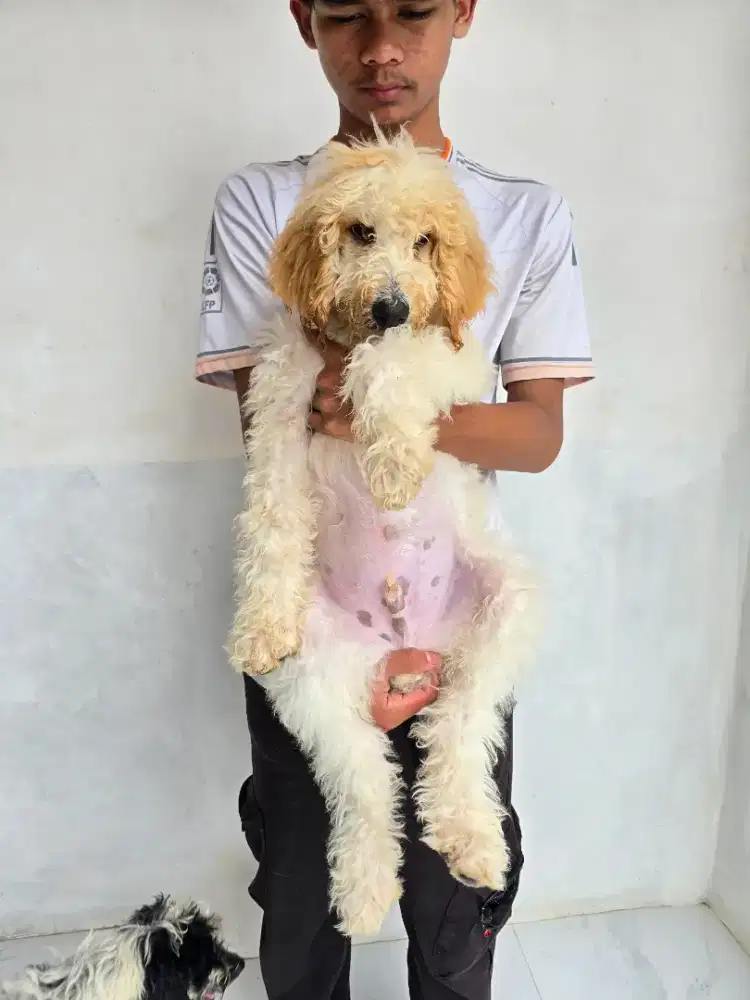 Giant poodle jantan dan betina