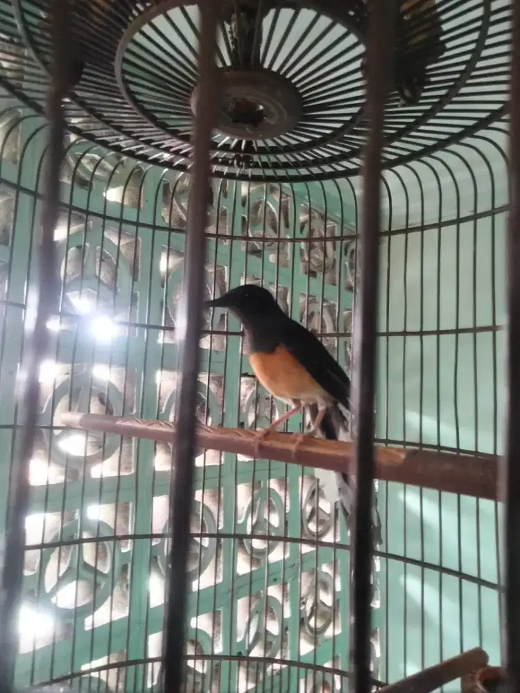 Murai batu hutan cewe barter kenari gacor