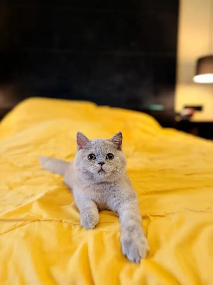 Kucing British Shorthair Lilac Fawn Tortie FEMALE BSH SF