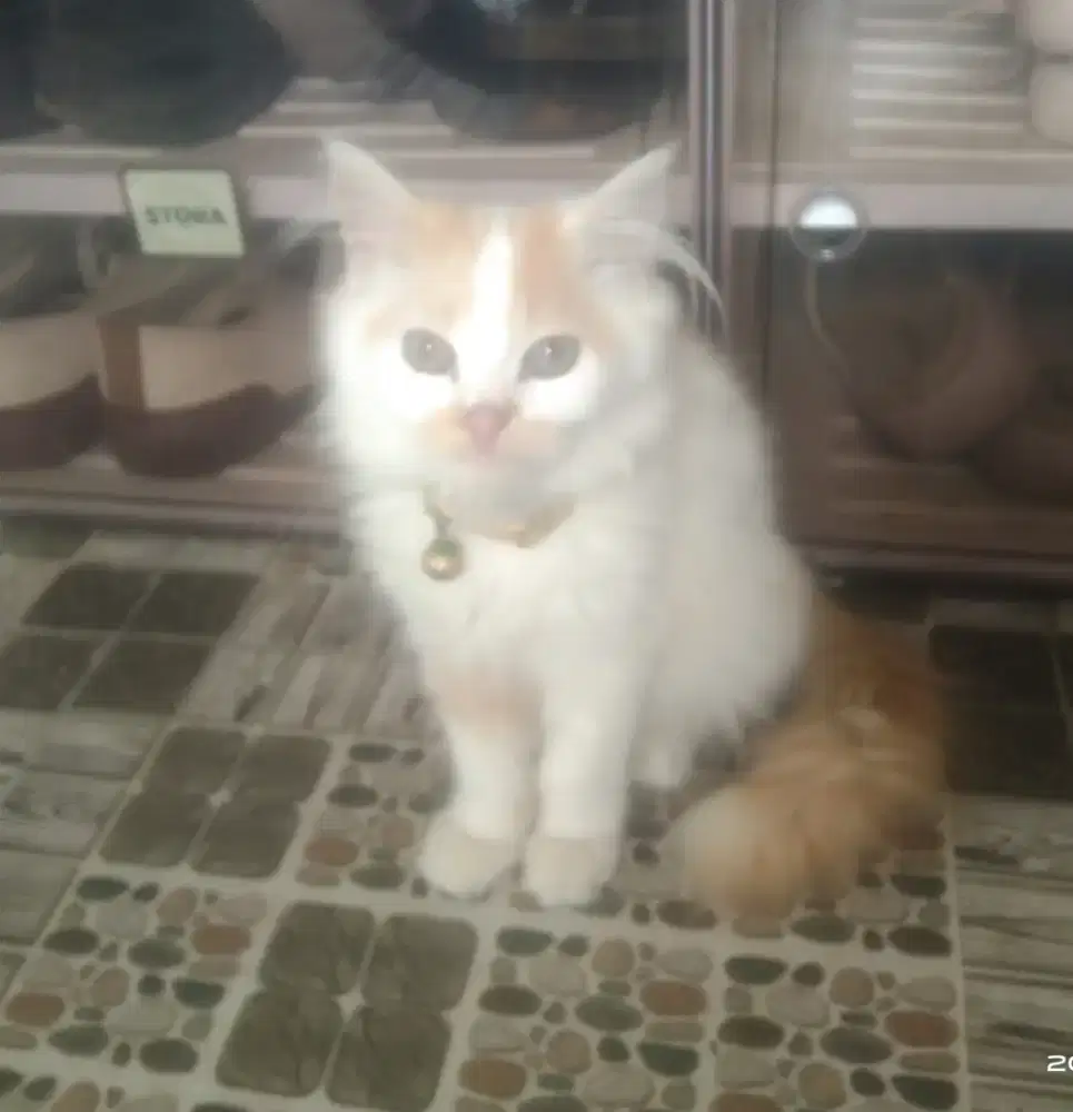 OBRAL adopsi kucing2 persia medium hair