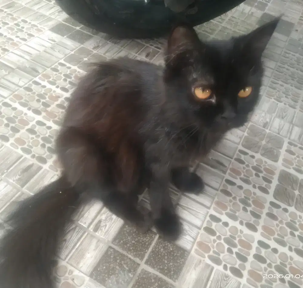 OBRAL adopsi kucing2 persia medium hair