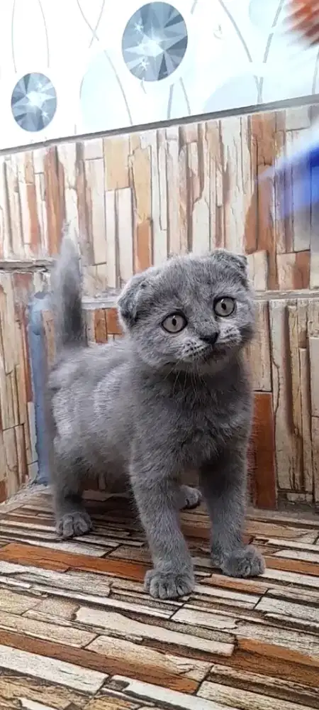 Kitten scottish tripel fold