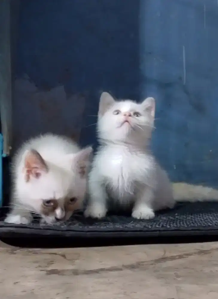 Munchkin BSH Himalaya jantan