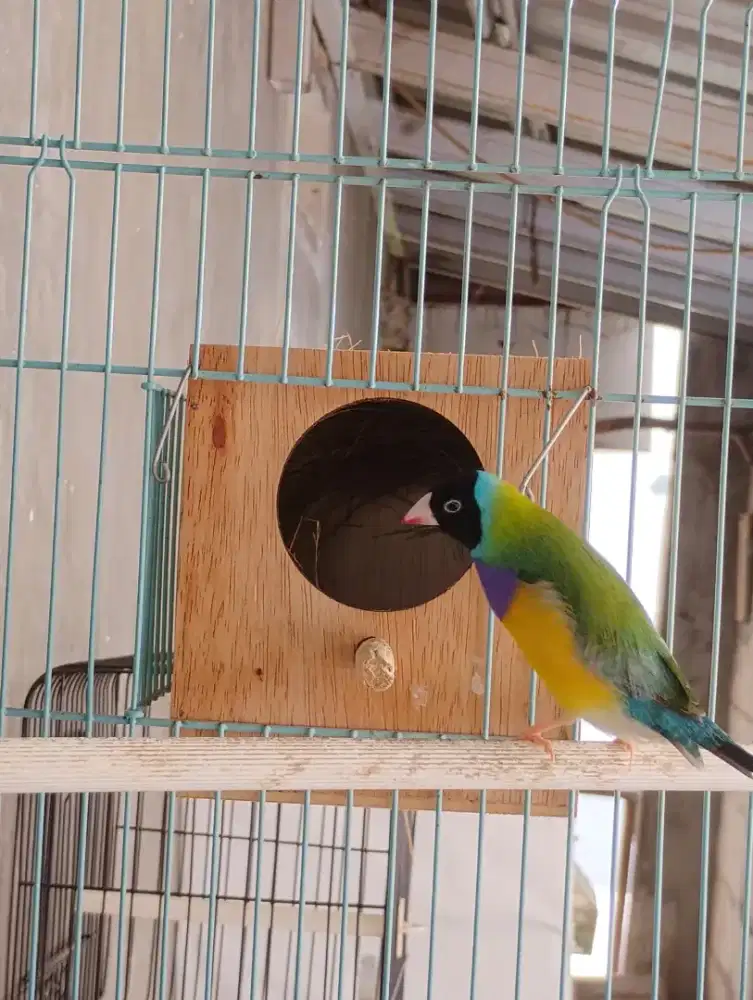 Gould amadin hijau GA