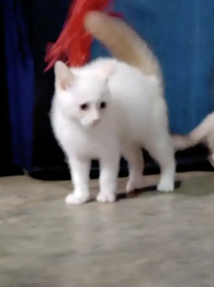 Kitten jantan BSH Munchkin ns