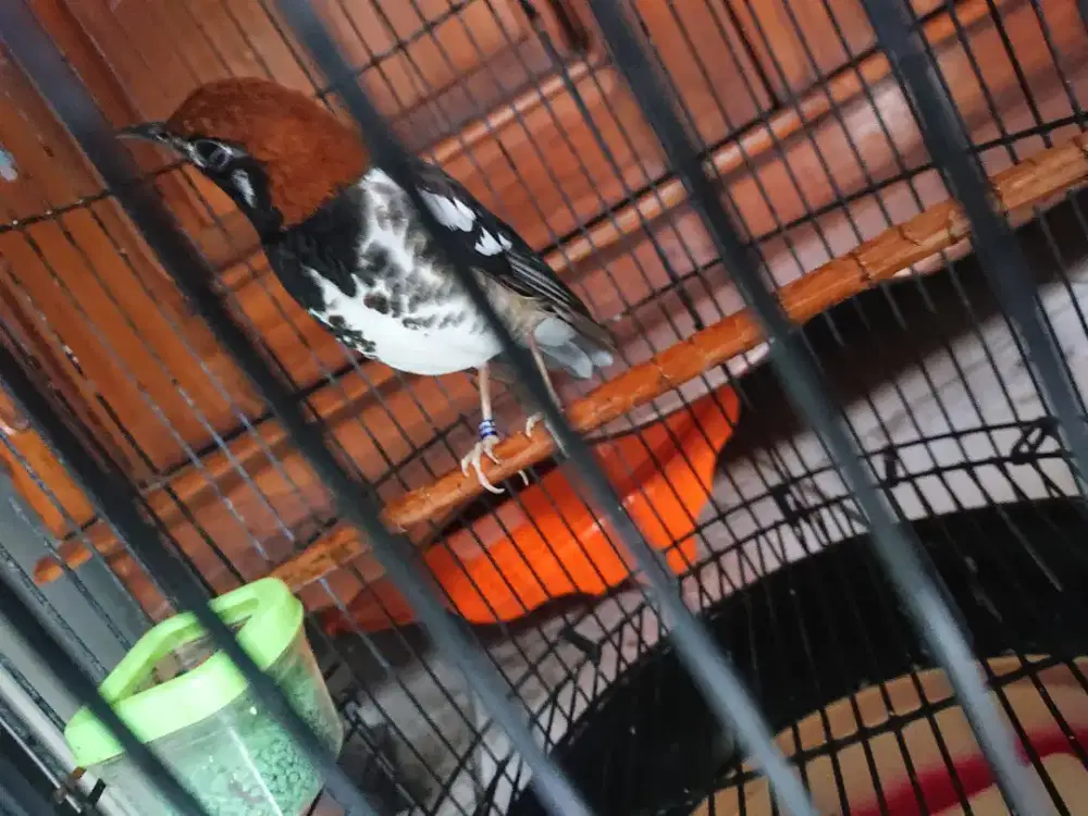 Anis kembang bunyi pagi doank mulus fs tt tuker hp bs