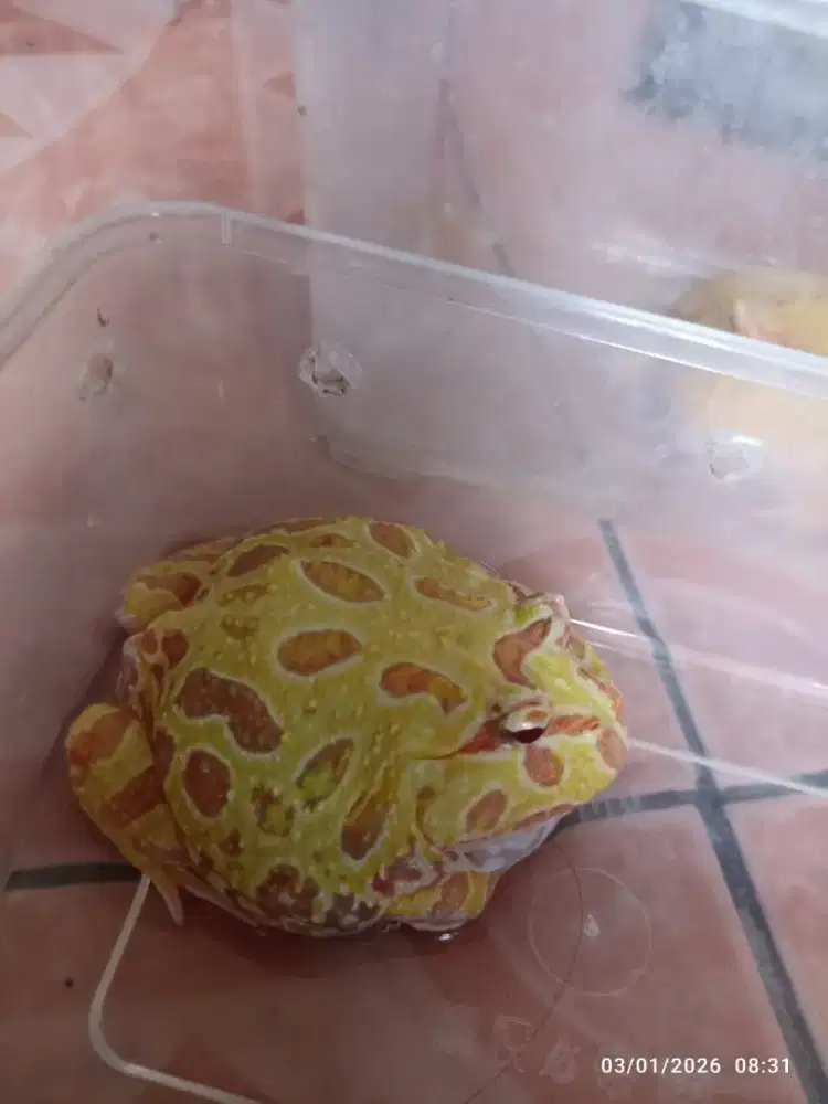Kodok pacman / pacman frog