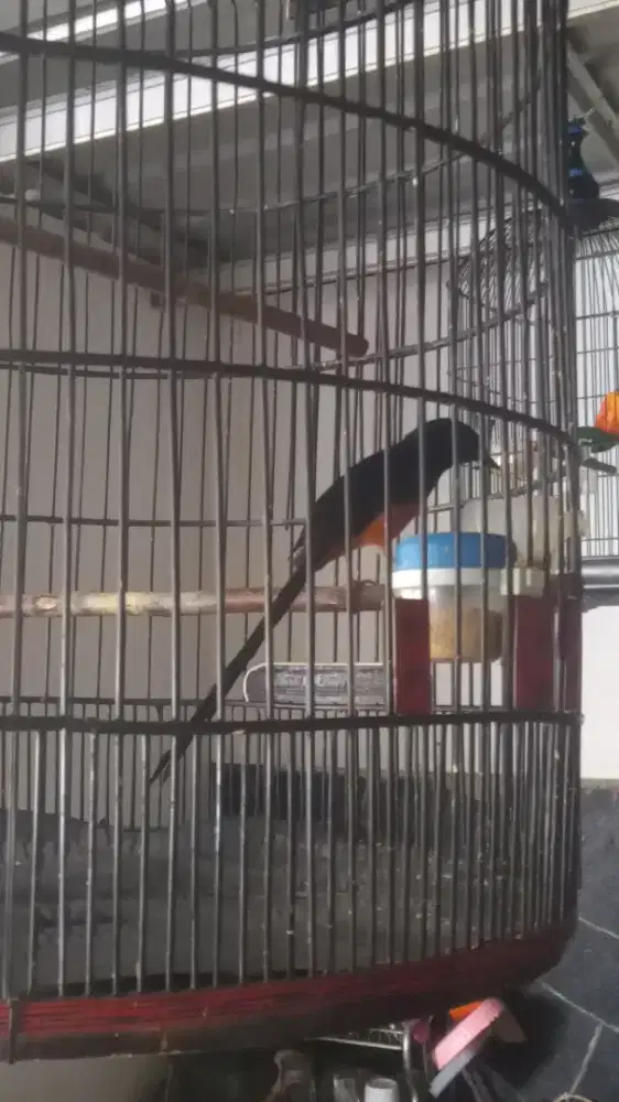 Murai medan ekor 19 up gacor fs mapan