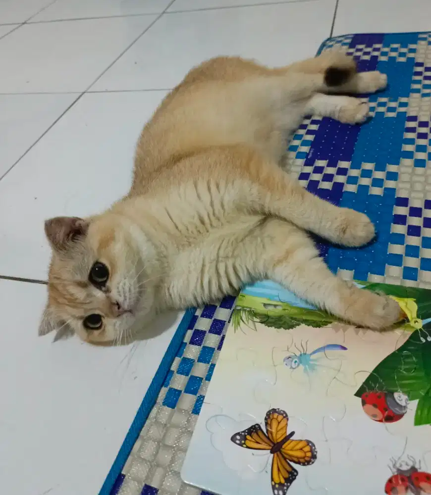 Scottish fold golden ny12