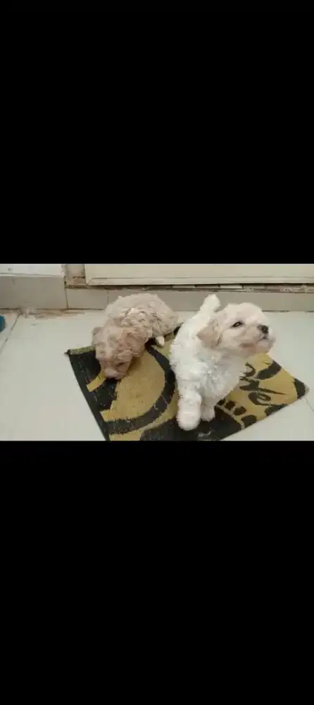 Toy poodle jantan betina murmer