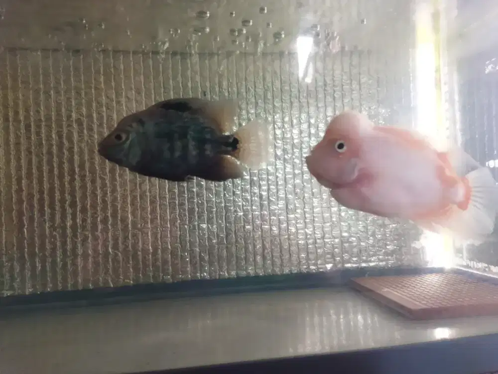 Louhan Sepasang GB dan kmfa barter