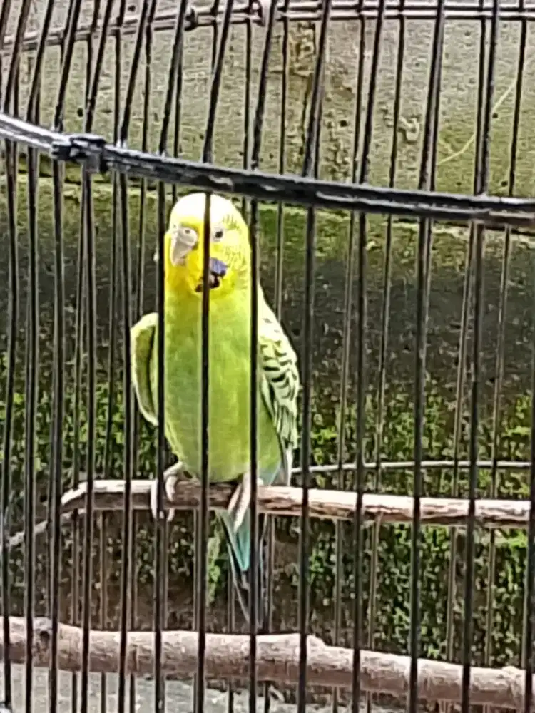 Burung parkit rawatan rajin