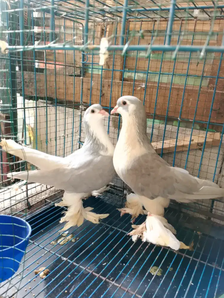 Sepasang indukan merpati lahore silver ori body jumbo merpati hias