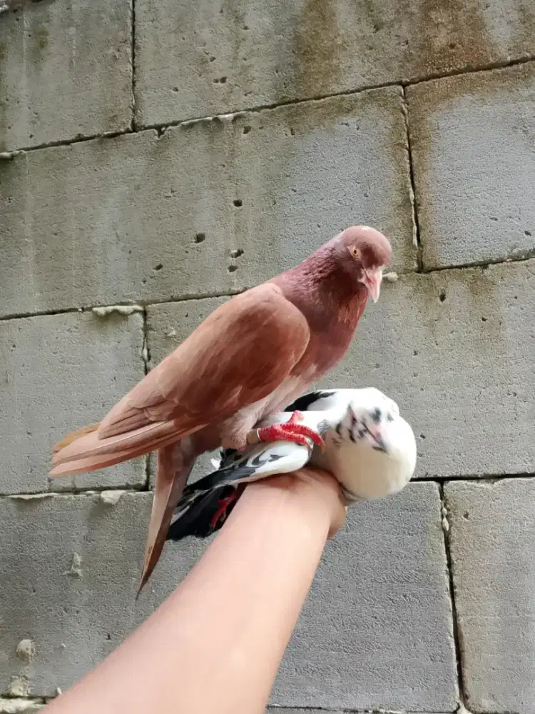 Sepasang indukan merpati balap kolong meja kualitas bagus