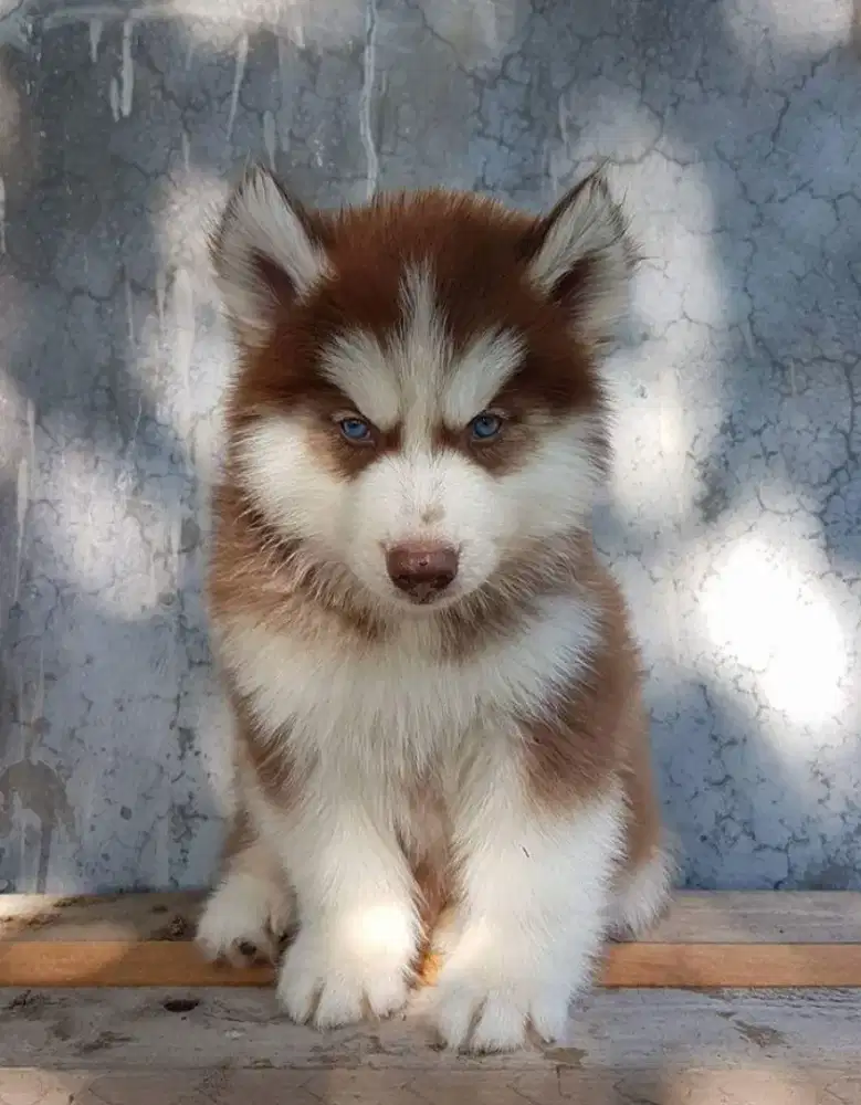 DIJUAL ANAK ANJING SIBERIAN HUSKY