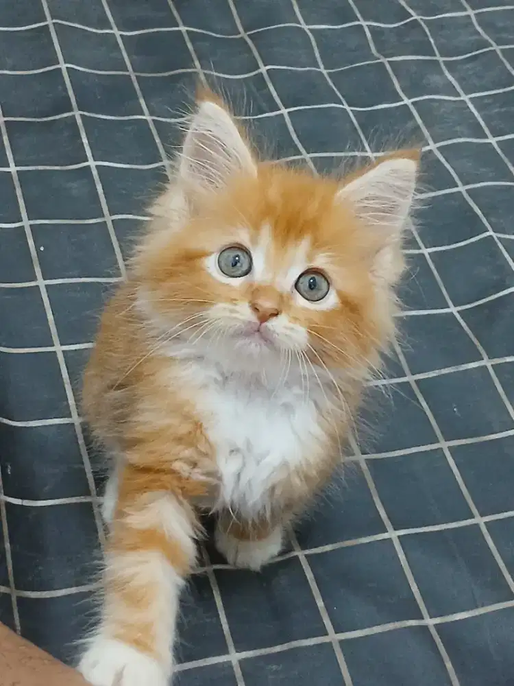 mix maincoone betina